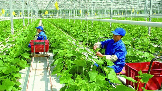 Những mô hình sản xuất nông nghiệp hữu cơ trong thực tế
